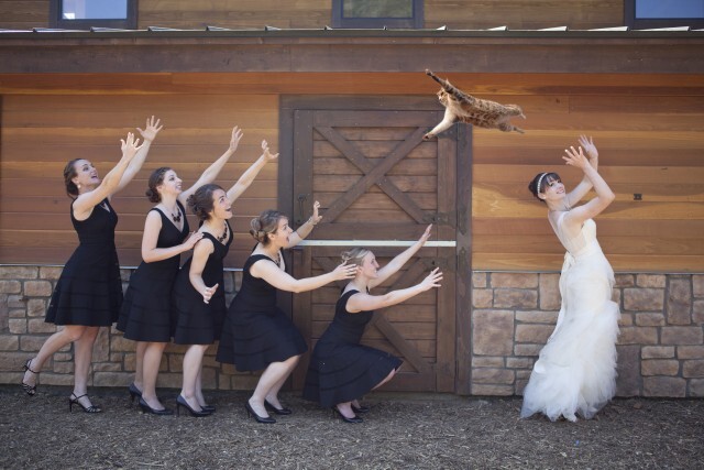 Is cat tossing at weddings cruel?