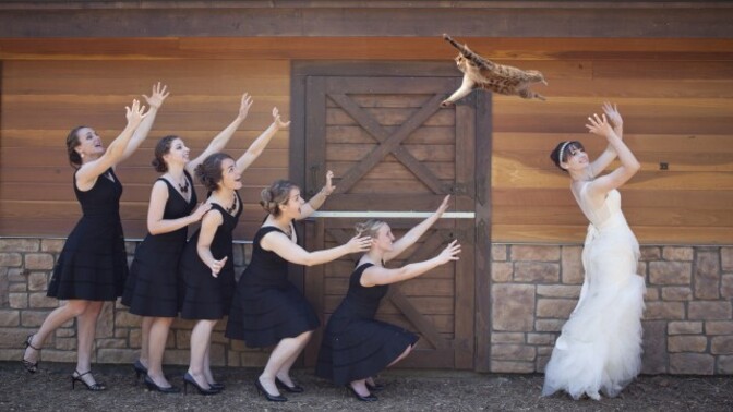 Is cat tossing at weddings cruel?