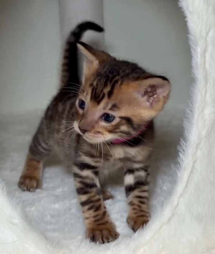New Toyger owner here: what essential tips should I know?