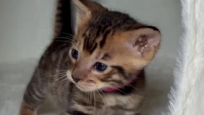 New Toyger owner here: what essential tips should I know?