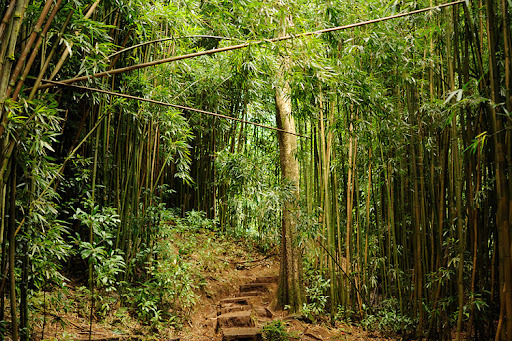 Which path would you choose and why?