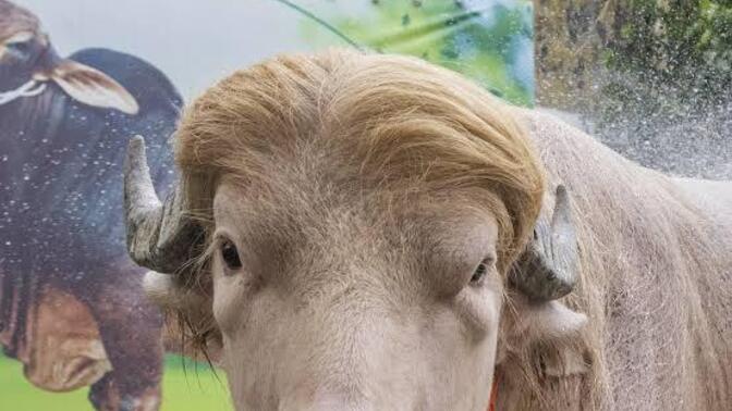 What is the evolutionary ancestor of animals that look like Trump?