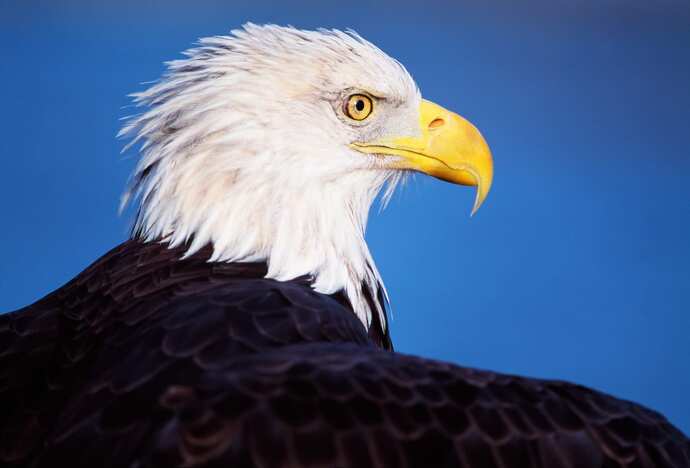 How do we stop the USA winning the world cup?