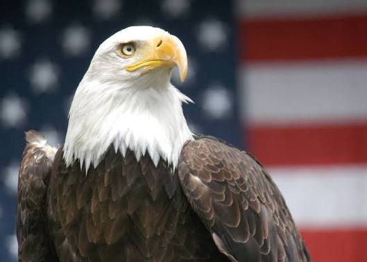 How do we stop the USA winning the world cup?