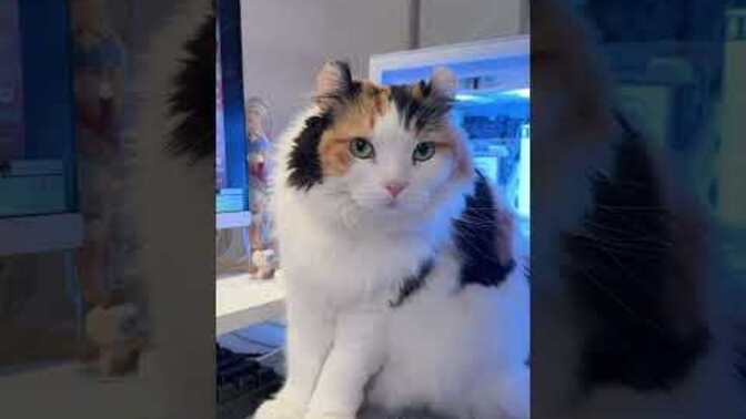 Are Cats Trying To Be Like People?