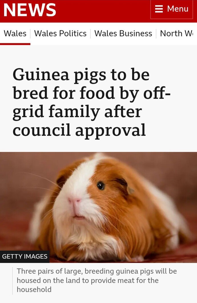 Have you ever eaten a guinea pig?