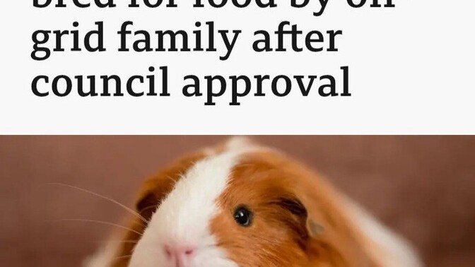Have you ever eaten a guinea pig?