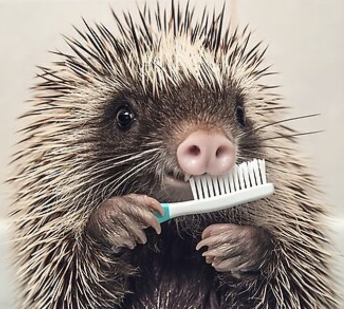Would You Rather Buy USED Underwear To Use OR Buy USED Toothbrushes To Use?