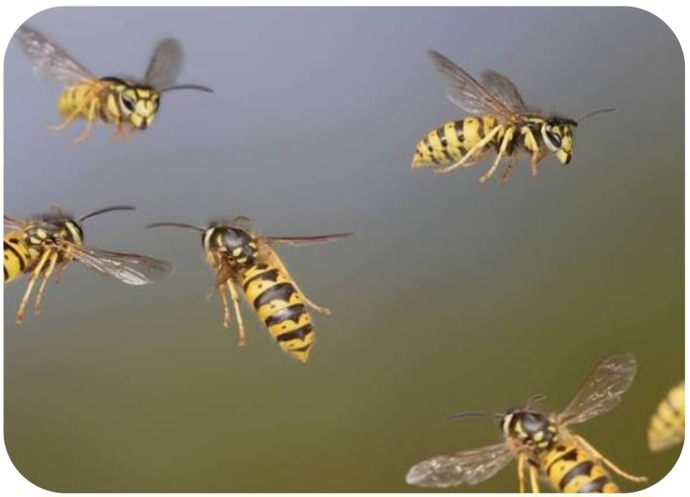 Wasps Have A Bad Reputation, But Should We Be Making Friends With Them?
