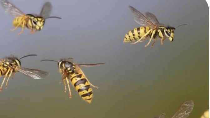 Wasps Have A Bad Reputation, But Should We Be Making Friends With Them?