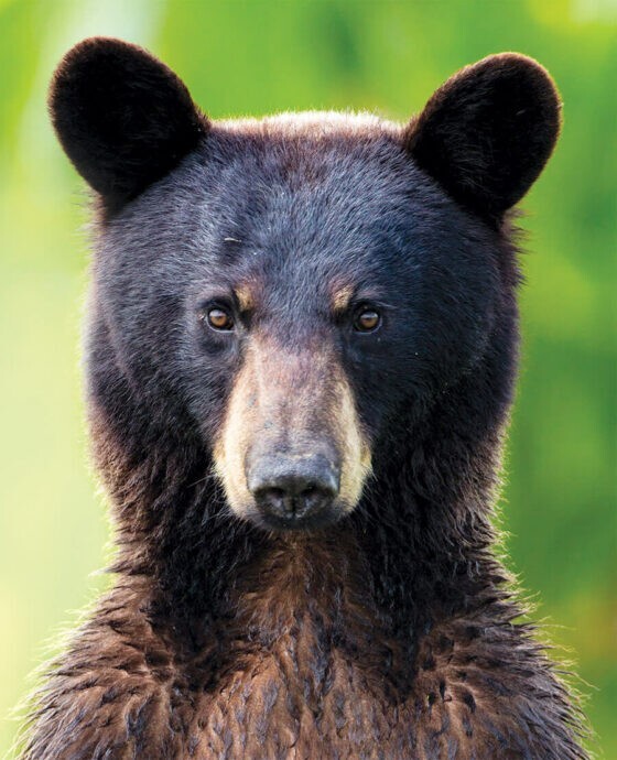 Could I actually beat a 190 lb black bear in an unarmed fight?