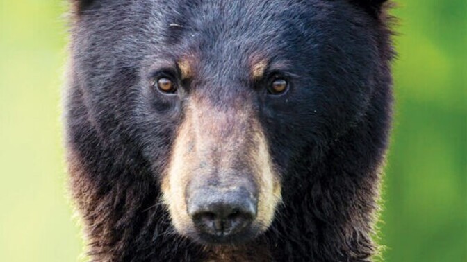 Could I actually beat a 190 lb black bear in an unarmed fight?