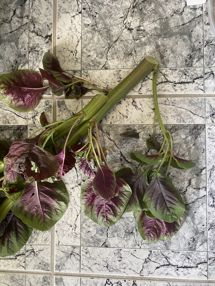 How should I safely eat these stems and orange edible flowers?