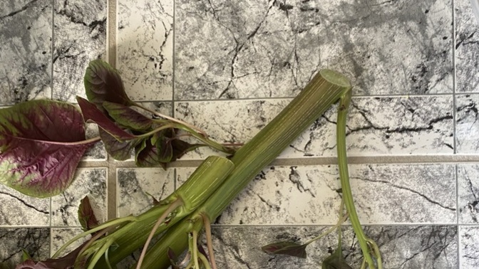 How should I safely eat these stems and orange edible flowers?