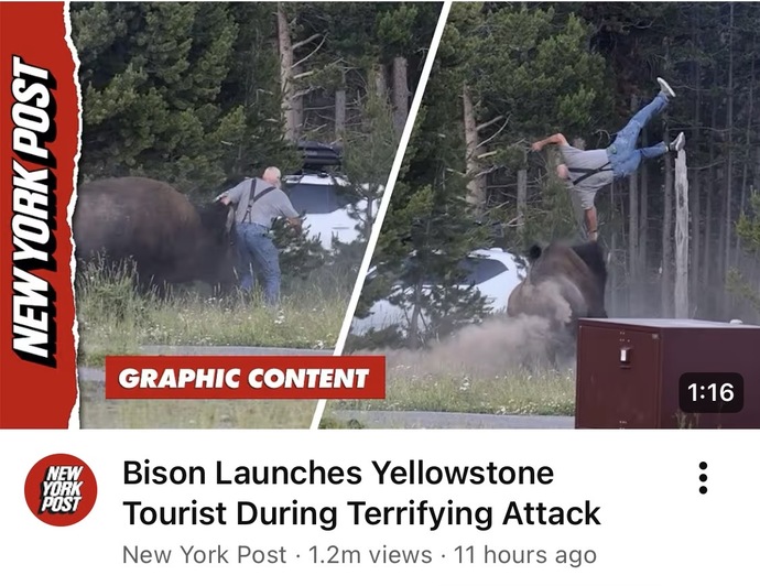 Do you think you would feel scared if a bison started chasing after you?