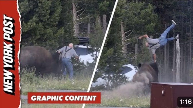 Do you think you would feel scared if a bison started chasing after you?
