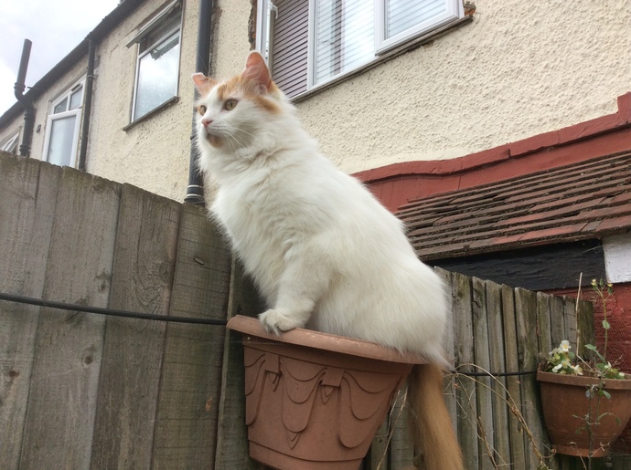 Do you have a cat?