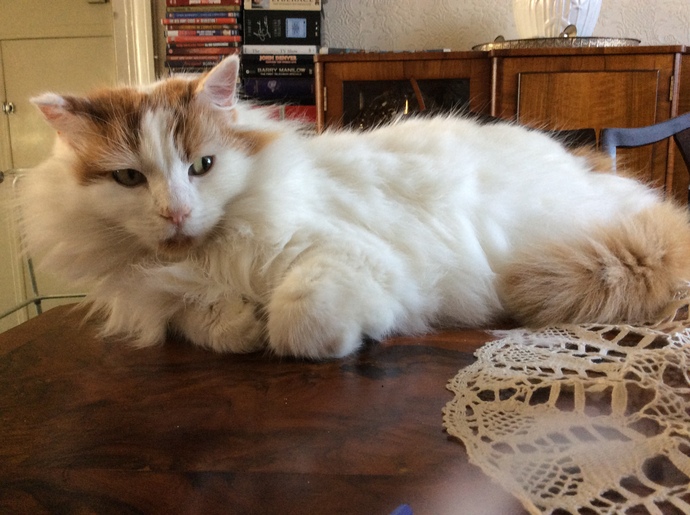 My Simba