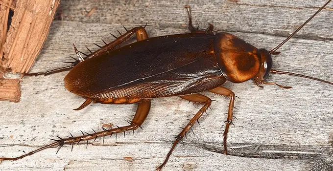Are humans cockroaches for real?