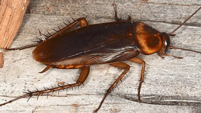 Are humans cockroaches for real?