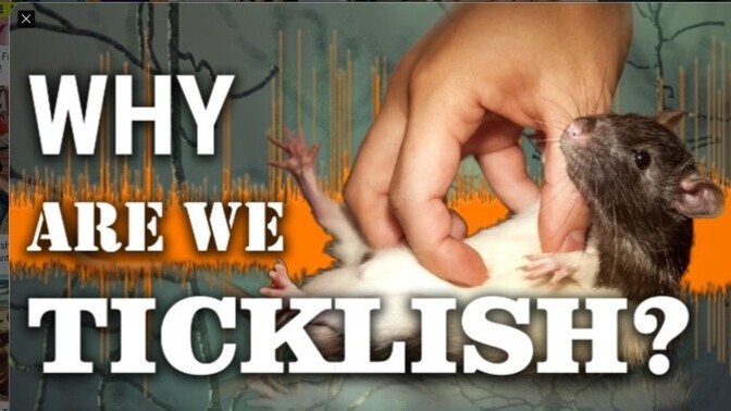 Stupid Sunday question - Are you TICKLISH?