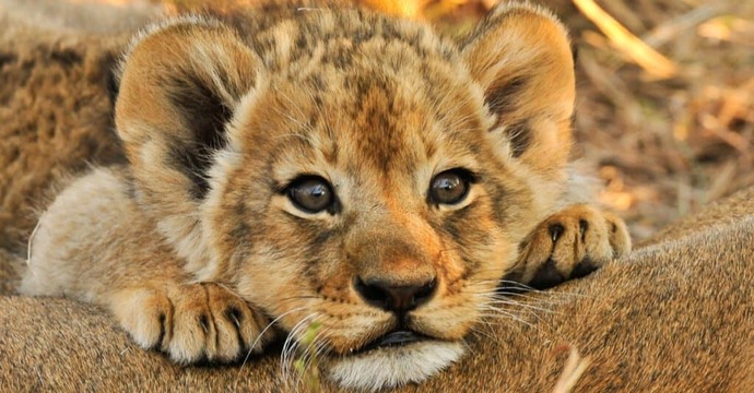 If you could be any animal in creation, what would you be?