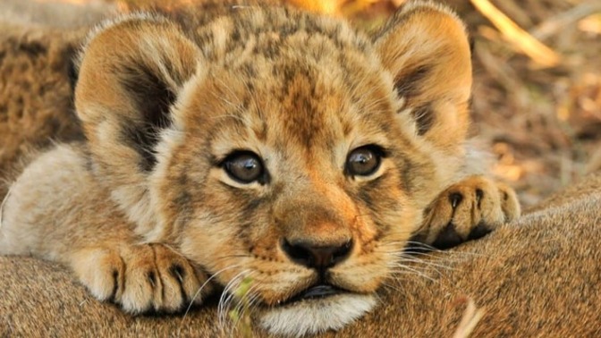 If you could be any animal in creation, what would you be?