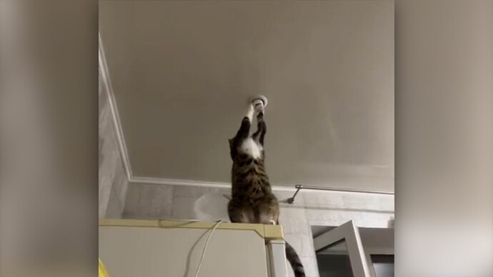 Are cats secretly choosing not to talk just to avoid taxes?