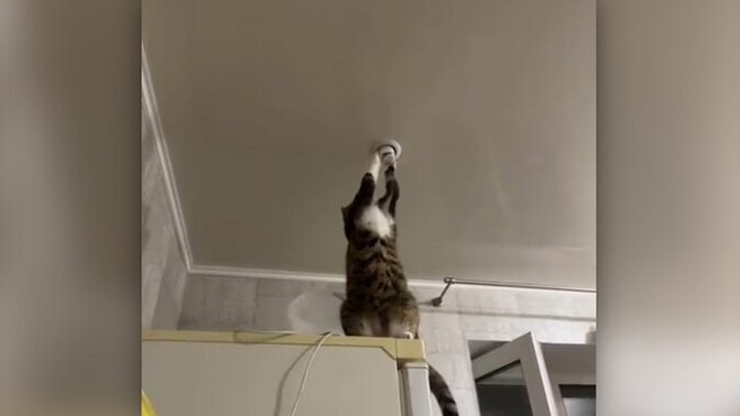 Are cats secretly choosing not to talk just to avoid taxes?