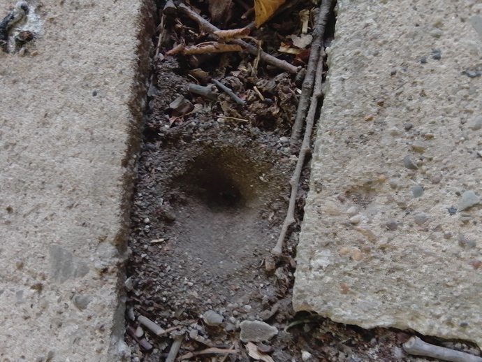 Anybody know what these holes could be from?