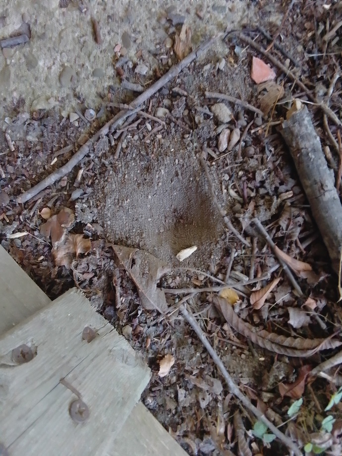 Anybody know what these holes could be from?