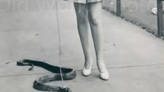 Do you WALK your PET SNAKE?