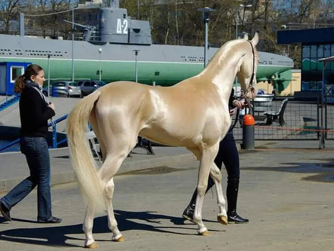 This is my horse Toffee—anyone else here into horses?