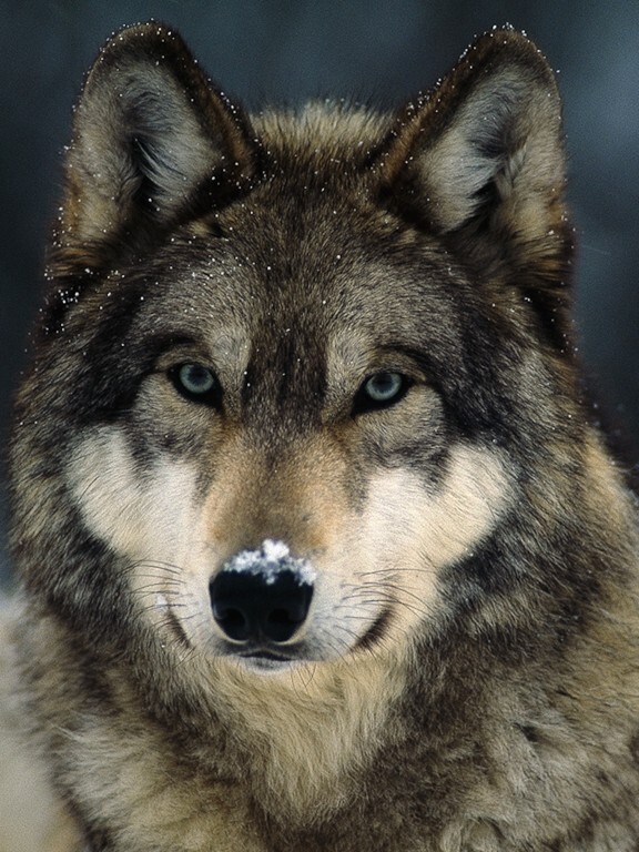 Could a trained 200 lb man really beat a single wolf in a fight?