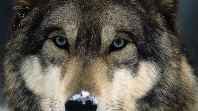 Could a trained 200 lb man really beat a single wolf in a fight?
