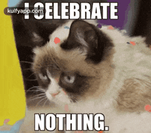 Do you like to celebrate your birthday?