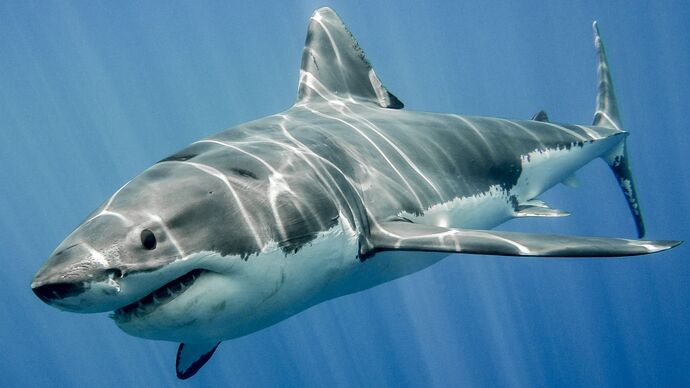 Which animals are you truly terrified of and hope to never encounter?