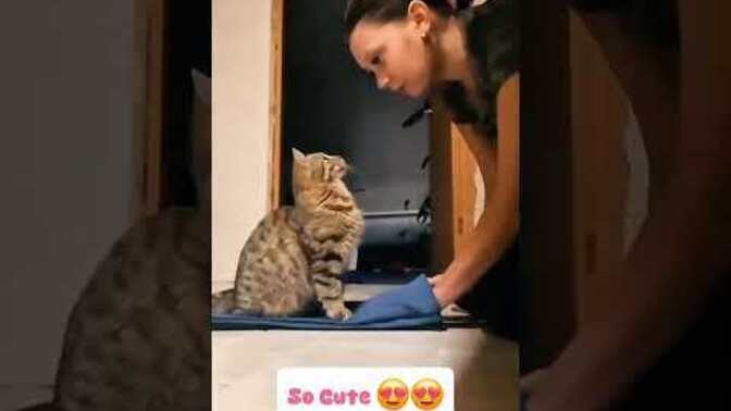 This Short Video Shows That Cats Really Do Love Their Humans. Do You Agree?