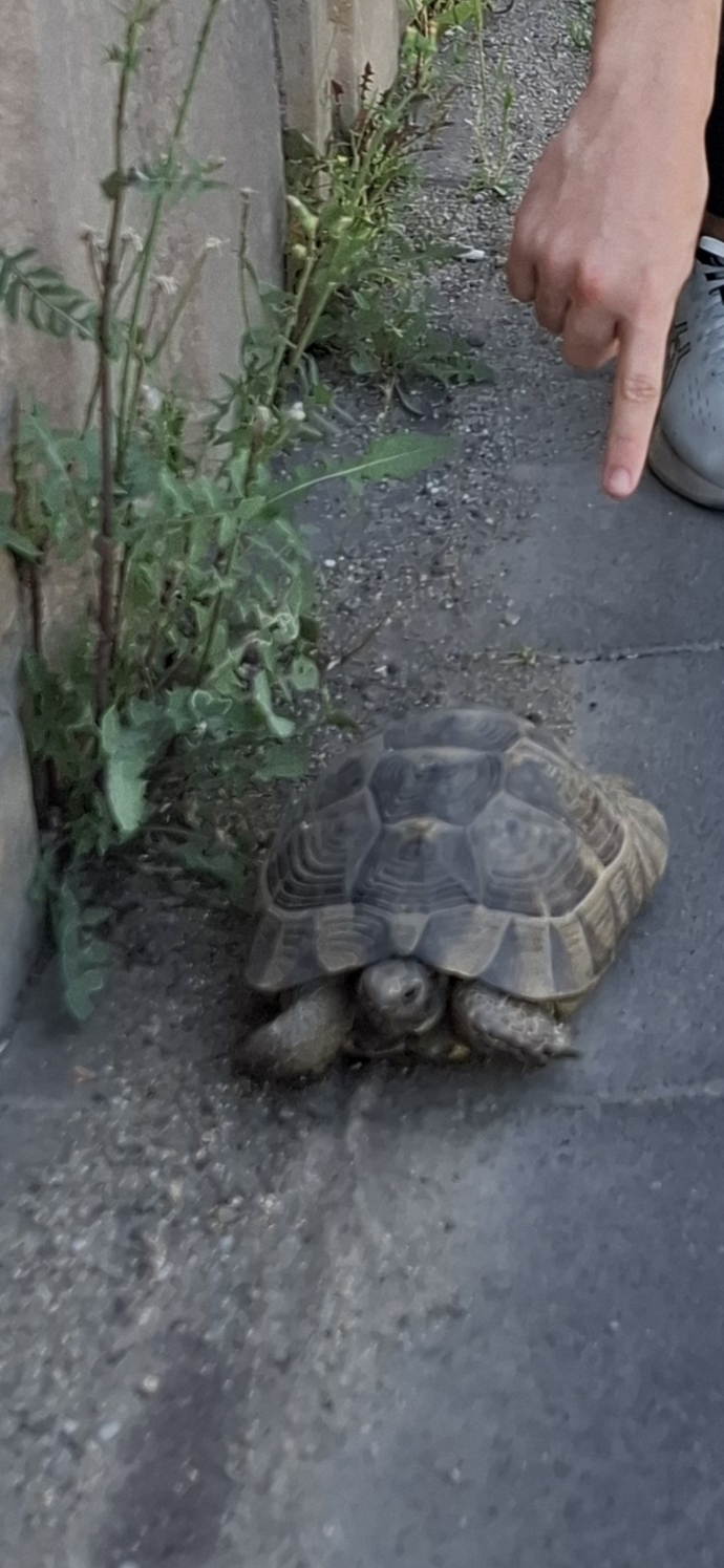 Do you love turtles🐢?
