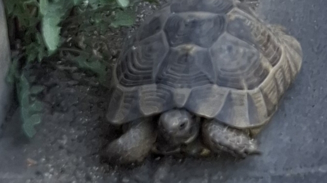 Do you love turtles🐢?