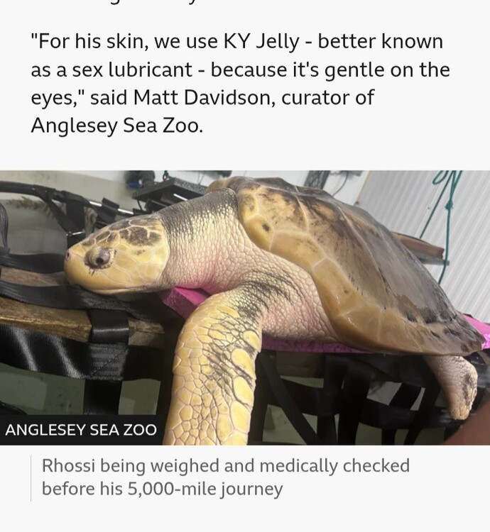 Would you massage your turtle with KY jelly?