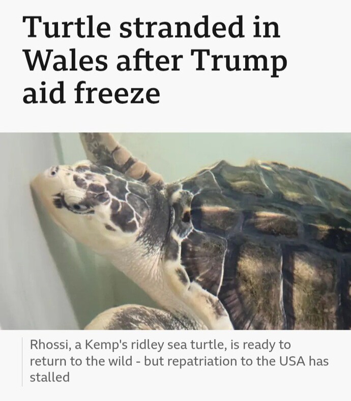 Would you massage your turtle with KY jelly?