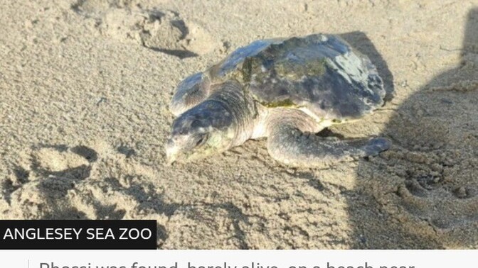 Would you massage your turtle with KY jelly?