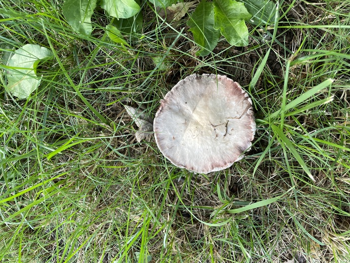 Found mushrooms in my backyard—are these safe to eat?