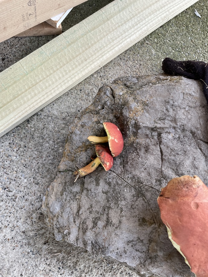 Found mushrooms in my backyard—are these safe to eat?