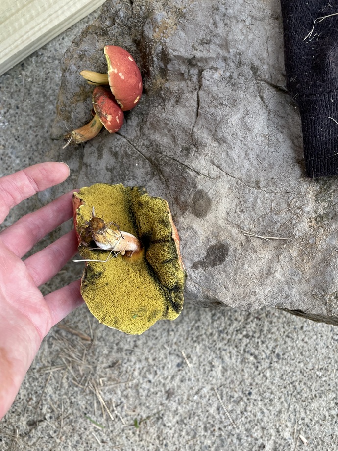 Found mushrooms in my backyard—are these safe to eat?