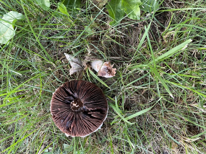 Found mushrooms in my backyard—are these safe to eat?