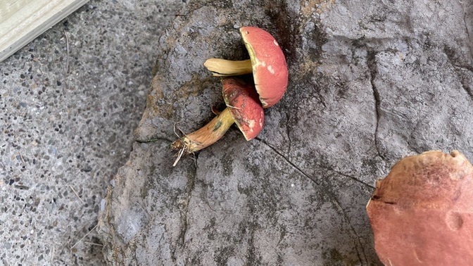 Found mushrooms in my backyard—are these safe to eat?
