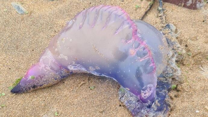 Have you ever been stung by a jellyfish?