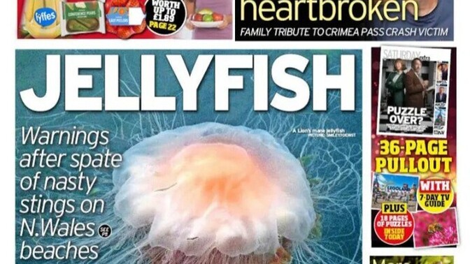 Have you ever been stung by a jellyfish?